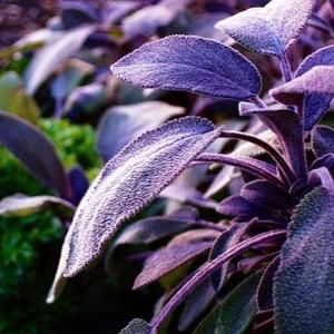 Meet your Posher, Love